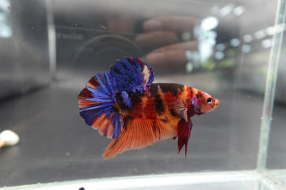 Rare Giant Multicolors Betta Fish (Male)