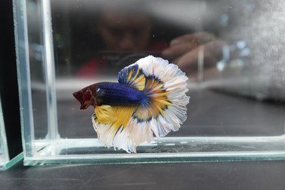 Halfmoon Mustard Butterfly Betta Fish (Male)