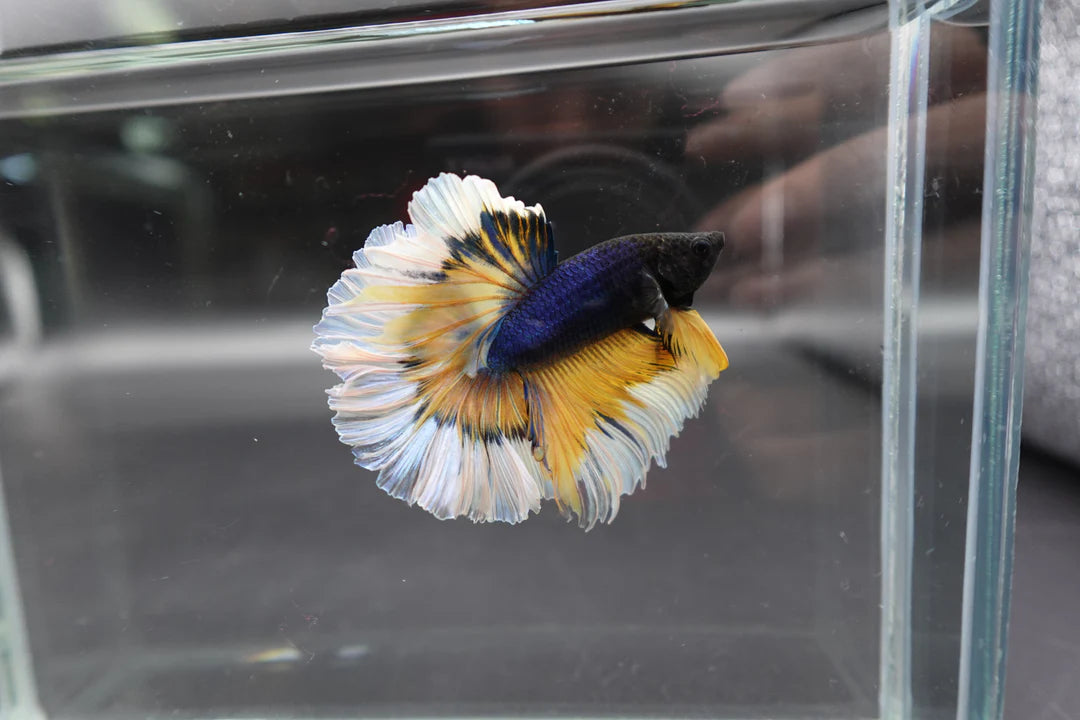 Halfmoon Mustard Butterfly Betta Fish (Male)