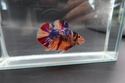 Rare Giant Multicolors Betta Fish (Male)