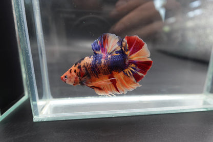 Rare Giant Multicolors Betta Fish (Male)