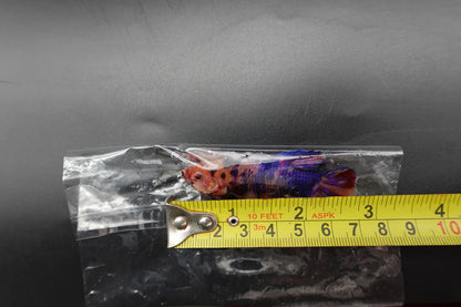 Rare Giant Multicolors Betta Fish (Male)