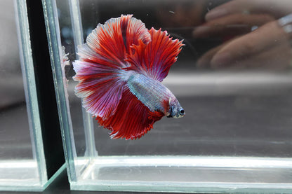 Halfmoon Red Dragon Betta Fish (Male)