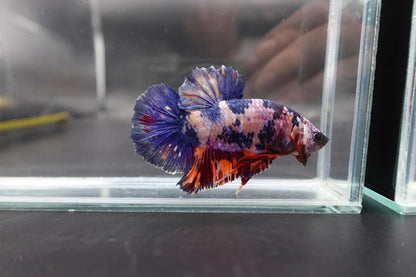 Rare Giant Multicolors Betta Fish (Male)