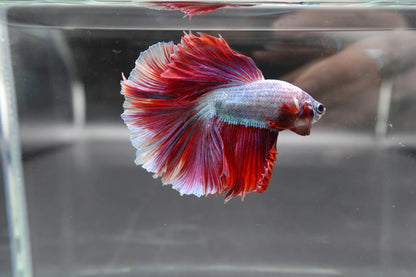 Halfmoon Red Dragon Betta Fish (Male)