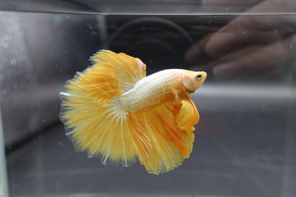 Halfmoon Yellow Betta Fish (Male)