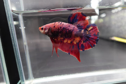 Rare Giant Multicolors Betta Fish (Male)