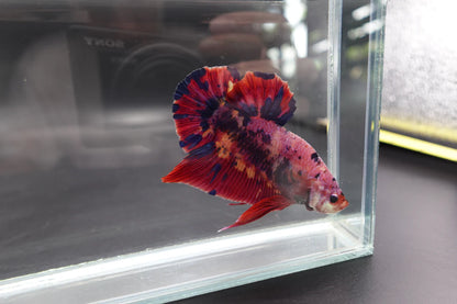 Rare Giant Multicolors Betta Fish (Male)