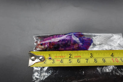 Rare Giant Multicolors Betta Fish (Male)