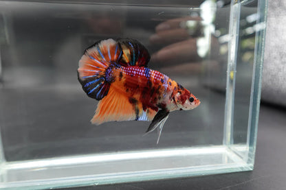 Rare Giant Multicolors Betta Fish (Male)