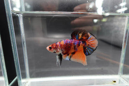 Rare Giant Multicolors Betta Fish (Male)