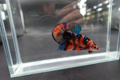 Rare Giant Multicolors Betta Fish (Male)