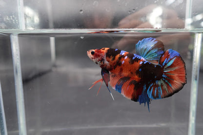 Rare Giant Multicolors Betta Fish (Male)