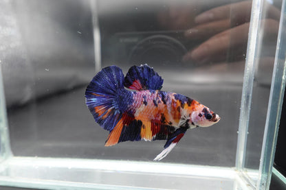 Rare Giant Multicolors Betta Fish (Male)