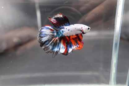 Rare Halfmoon Multicolors Betta Fish (Male)