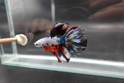 Rare Halfmoon Multicolors Betta Fish (Male)