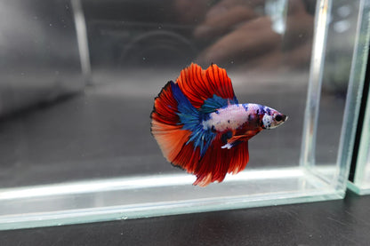 Rare Halfmoon Multicolors Betta Fish (Male)
