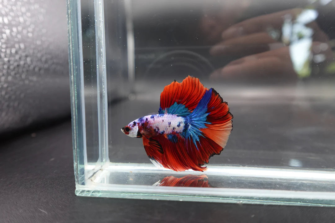 Rare Halfmoon Multicolors Betta Fish (Male)