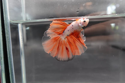 Rare Halfmoon Koi Multicolors Betta Fish (Male)