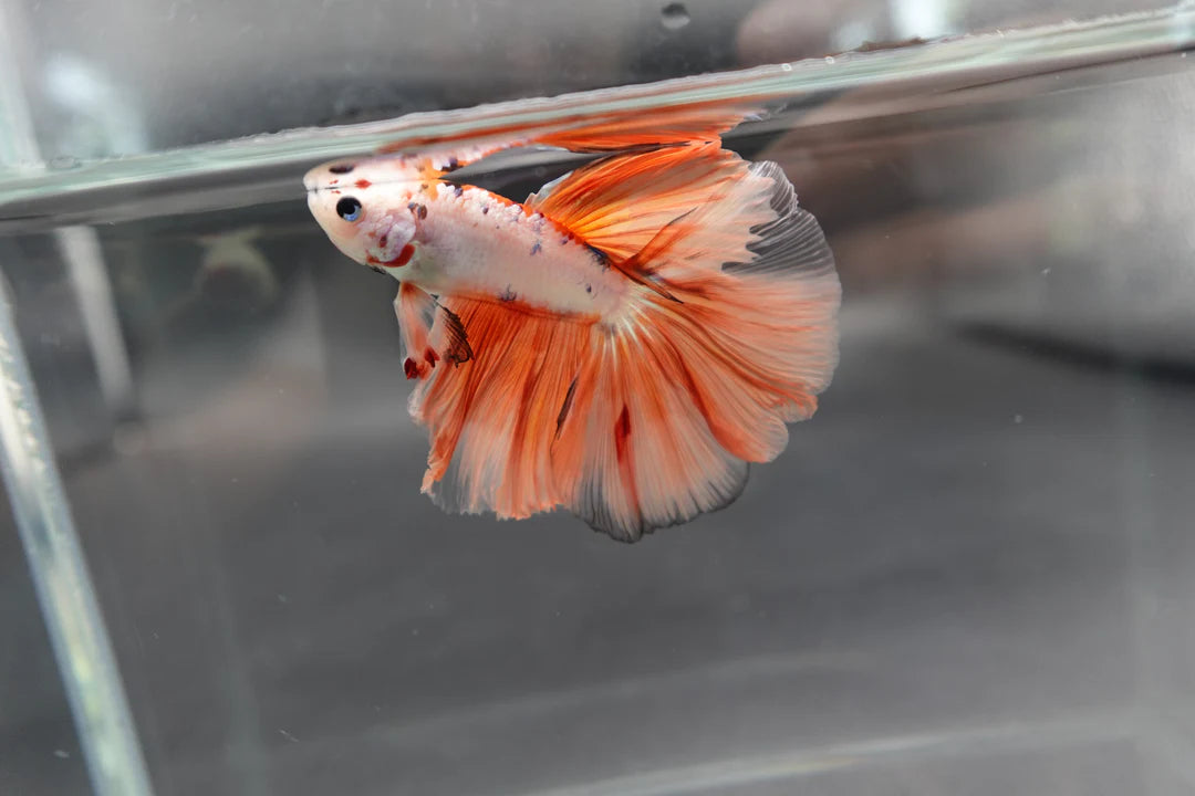 Rare Halfmoon Koi Multicolors Betta Fish (Male)