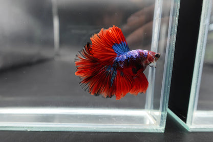 Rare Halfmoon Multicolors Betta Fish (Male)