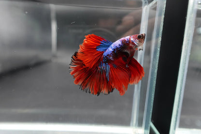 Rare Halfmoon Multicolors Betta Fish (Male)