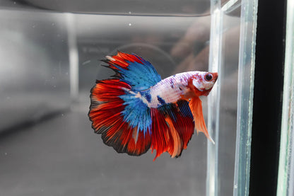 Rare Halfmoon Multicolors Betta Fish (Male)