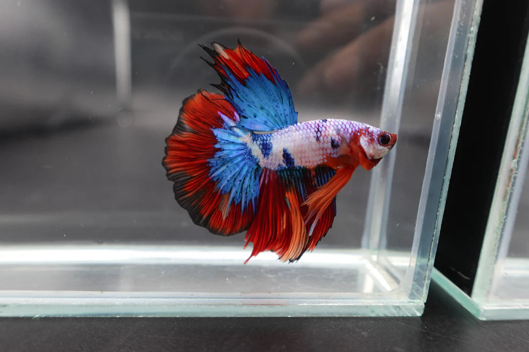 Rare Halfmoon Multicolors Betta Fish (Male)