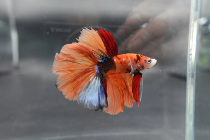 Rare Halfmoon Multicolors Betta Fish (Male)