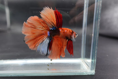 Rare Halfmoon Multicolors Betta Fish (Male)