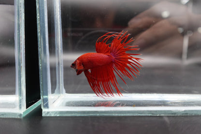 Crowntail Red Betta Fish (Male)