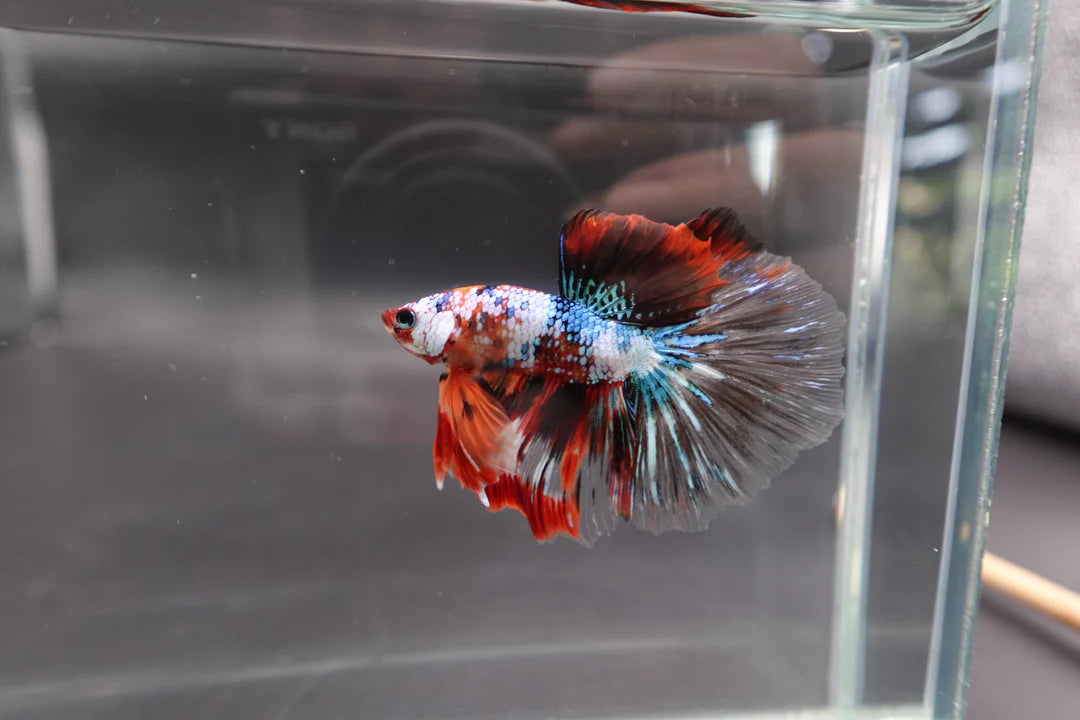 Rare Halfmoon Multicolors Betta Fish (Male)