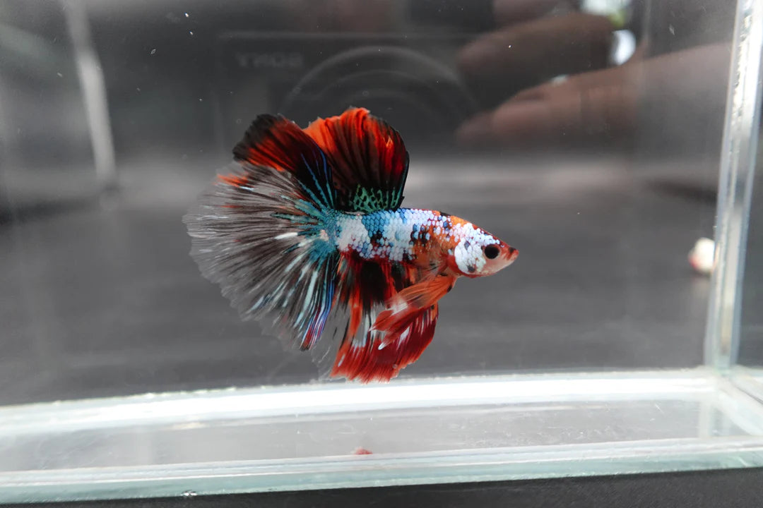 Rare Halfmoon Multicolors Betta Fish (Male)