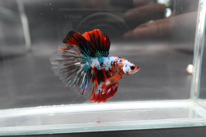 Rare Halfmoon Multicolors Betta Fish (Male)