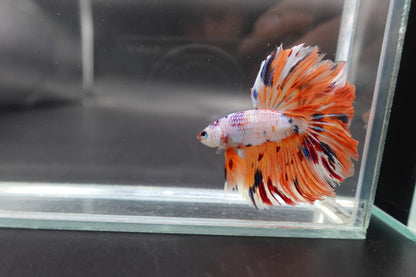 Rare Halfmoon Koi Multicolors Betta Fish (Male)