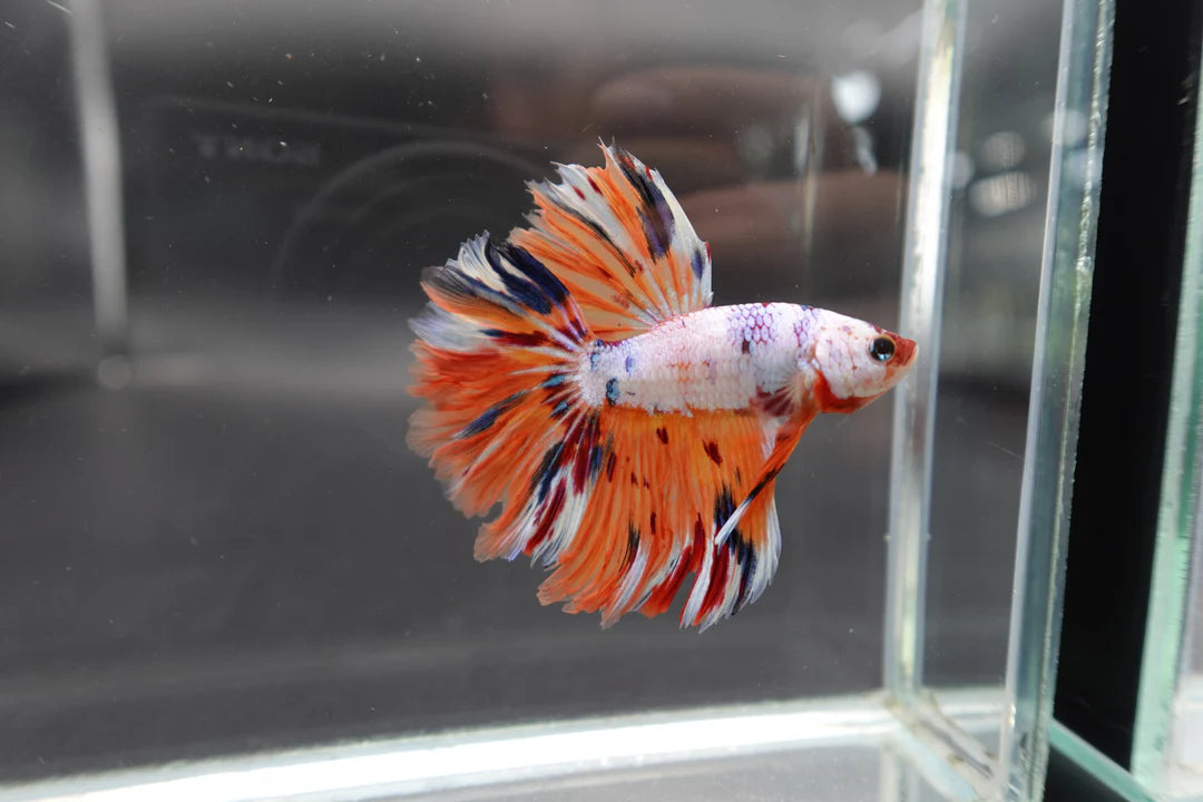 Rare Halfmoon Koi Multicolors Betta Fish (Male)