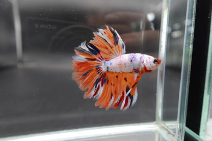 Rare Halfmoon Koi Multicolors Betta Fish (Male)