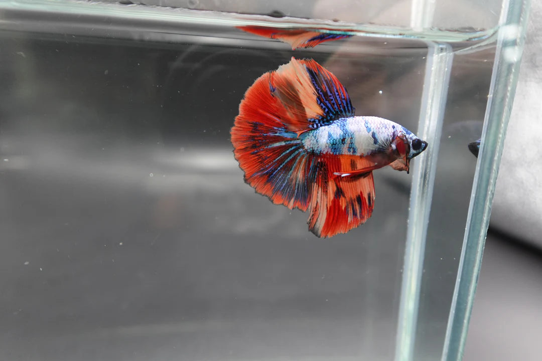 Rare Halfmoon Multicolors Betta Fish (Male)