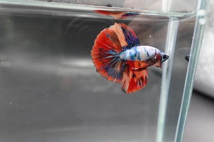 Rare Halfmoon Multicolors Betta Fish (Male)