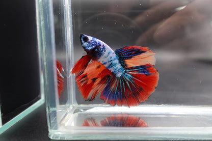 Rare Halfmoon Multicolors Betta Fish (Male)
