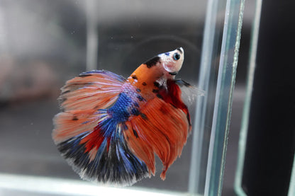 Rare Halfmoon Multicolors Betta Fish (Male)
