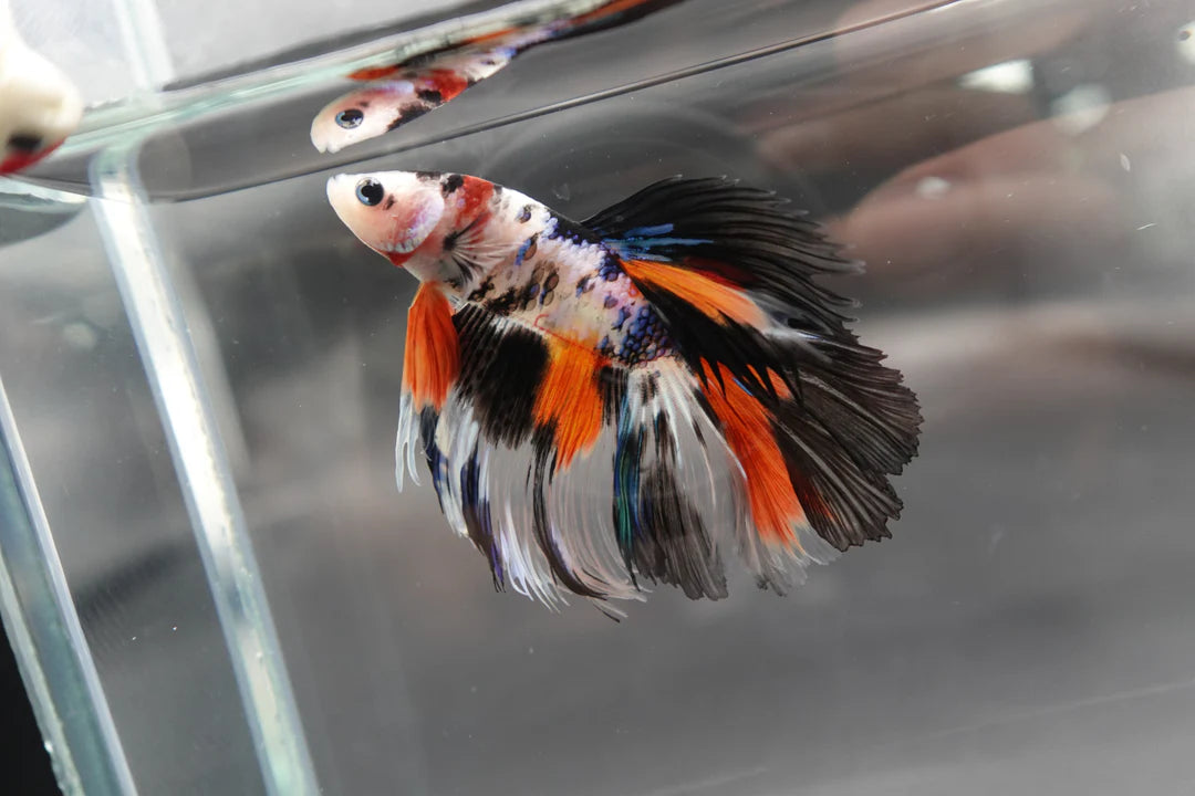 Rare Halfmoon Koi Multicolors Betta Fish (Male)