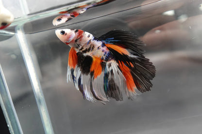 Rare Halfmoon Koi Multicolors Betta Fish (Male)