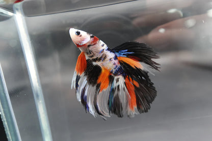 Rare Halfmoon Koi Multicolors Betta Fish (Male)