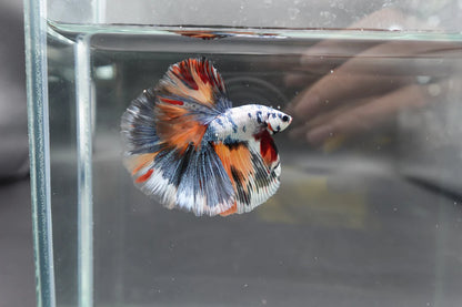Competition Halfmoon Multicolors Betta Fish (MALE)