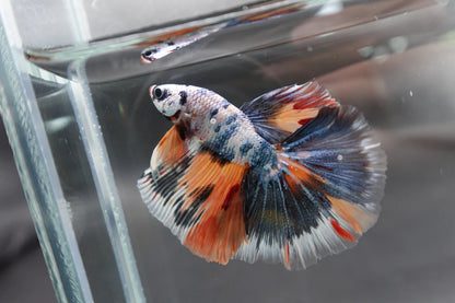 Competition Halfmoon Multicolors Betta Fish (MALE)