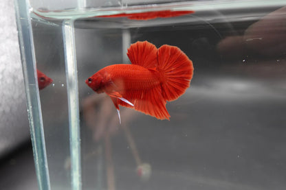 Scarlet Red Betta Fish (Male)