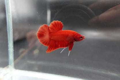 Scarlet Red Betta Fish (Male)
