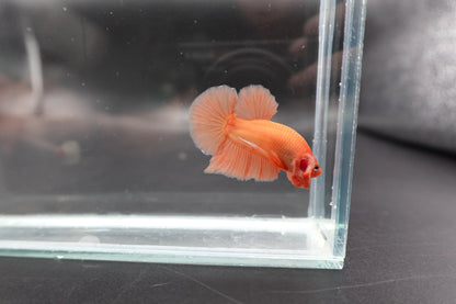 Marmalade Orange Betta Fish (Male)
