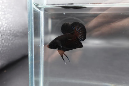 Black Betta Fish (Male)